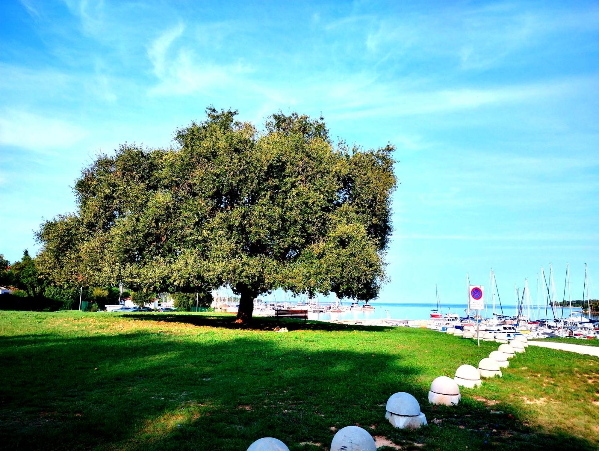Premium Apartment Eden Poreč Eksteriør billede